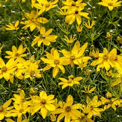 Topfgrösse 0.5 Liter - Mädchenauge - Coreopsis verticillata 'Zagreb'