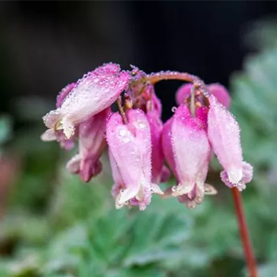 Topfgrösse 1 Liter - Frauenherz - Dicentra formosa 'Luxuriant'