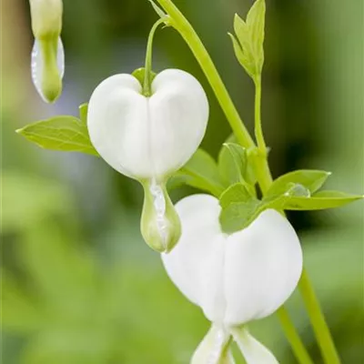 Topfgrösse 1.3 Liter - Frauenherz, Tränendes Herz - Dicentra spectabilis 'Alba'