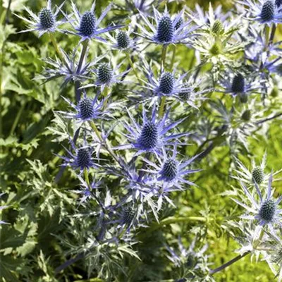 Topfgrösse 1 Liter - Alpendistel, Alpen-Mannstreu - Eryngium alpinum