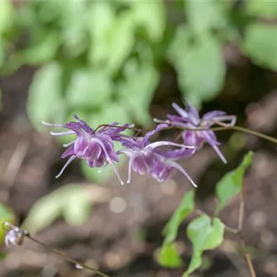 Topfgrösse 0.5 Liter - Elfenblume - Epimedium grandiflorum 'Lilafee'