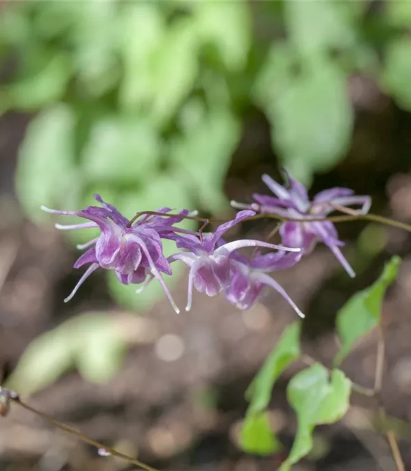 Epimedium grandiflorum 'Lilafee'