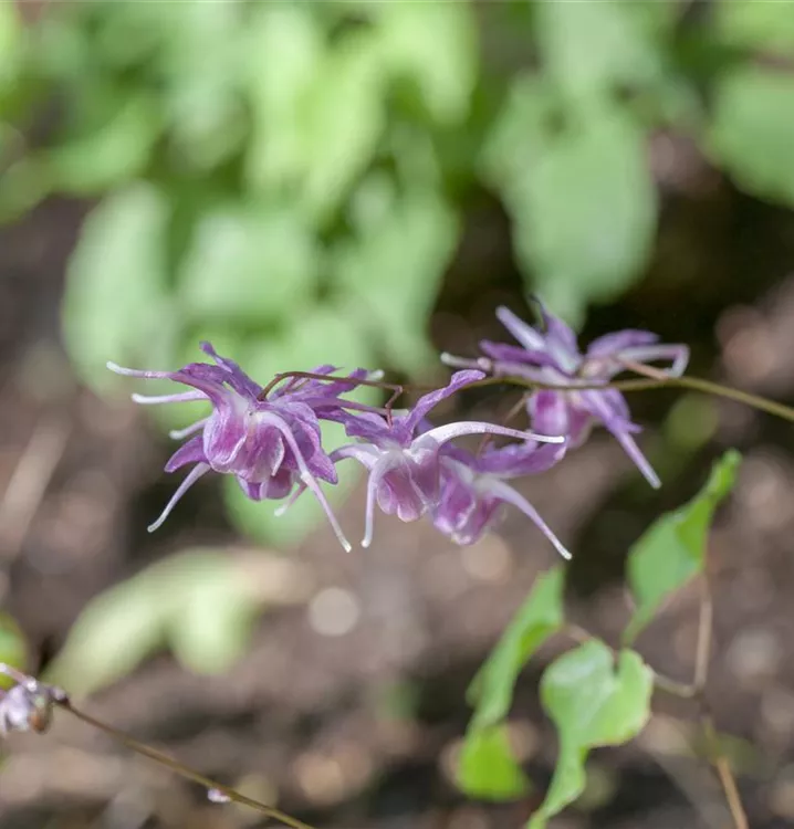 Elfenblume - Epimedium grandiflorum 'Lilafee'