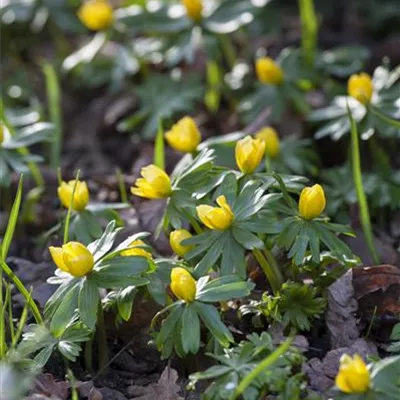 Topfgrösse 0.5 Liter - Winterling - Eranthis hyemalis