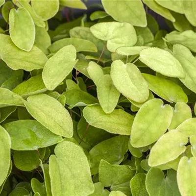 Topfgrösse 0.5 Liter - Elfenblume - Epimedium rubrum (x)