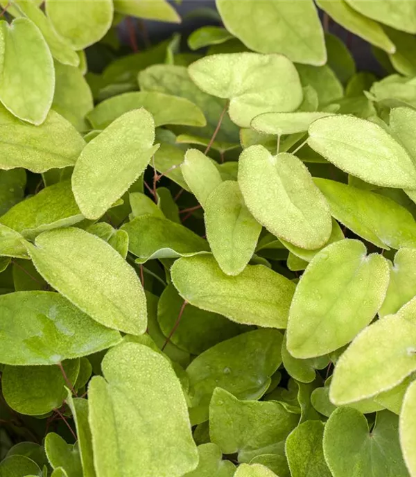 Epimedium rubrum (x)