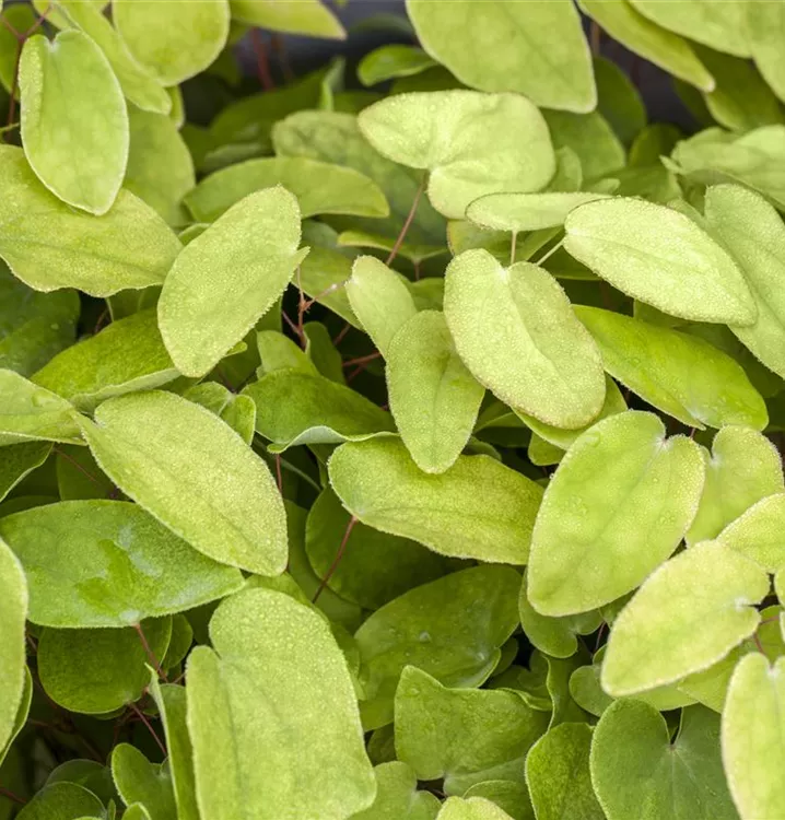 Elfenblume - Epimedium rubrum (x)