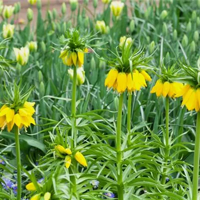 Topfgrösse 1 Liter - Kaiserkrone - Fritillaria imperialis 'Lutea'