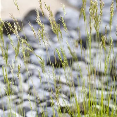 Topfgrösse 1 Liter - Atlasschwingel - Festuca mairei