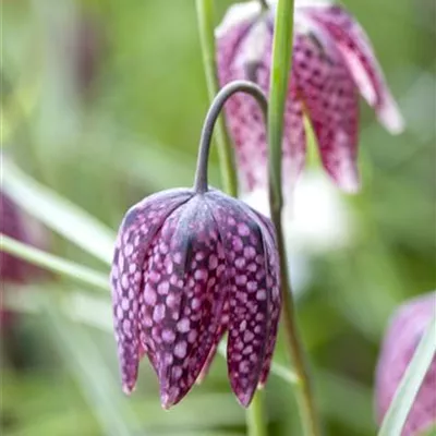 Topfgrösse 0.5 Liter - Schachblume - Fritillaria meleagris