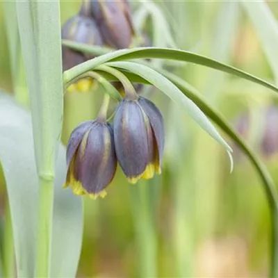 Topfgrösse 0.5 Liter - Fritillarie - Fritillaria michailovskyi