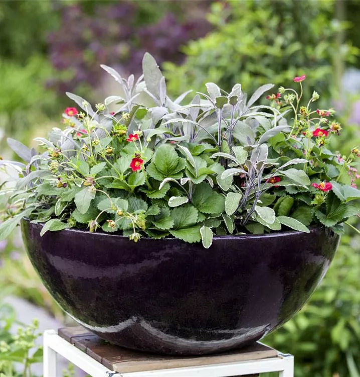 Garten-Salbei - Salvia officinalis 'Tricolor'