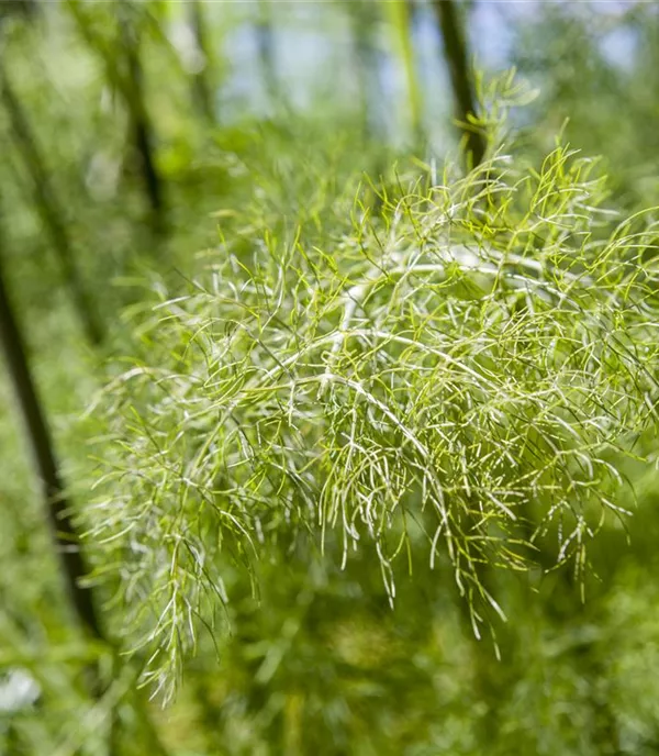 Foeniculum vulgare 'Purpureum'