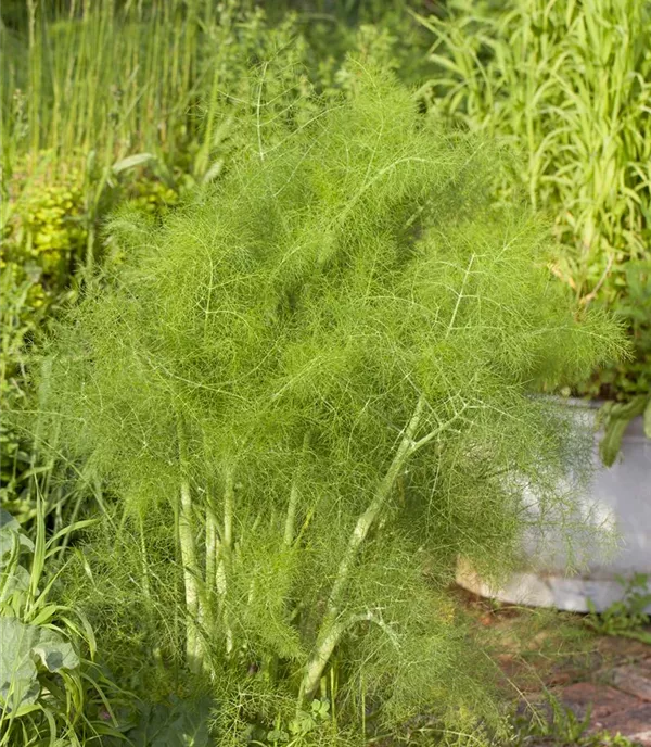 Foeniculum vulgare