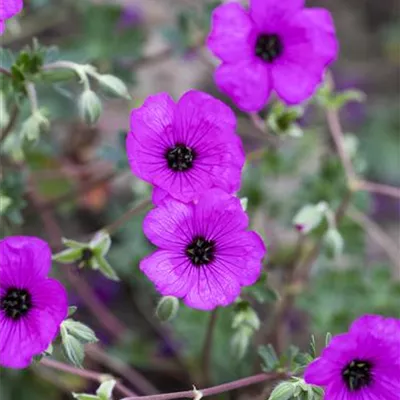 Topfgrösse 0.5 Liter - Storchschnabel - Geranium cinereum var. subcaulescens