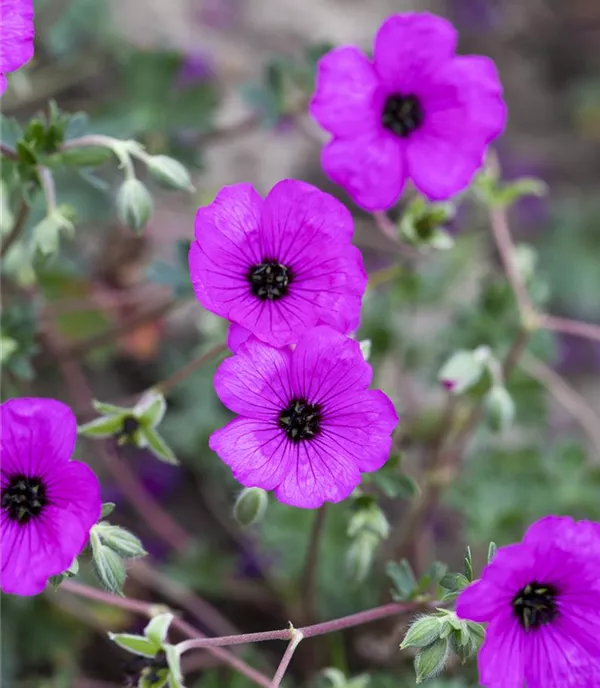 Geranium cinereum var. subcaulescens