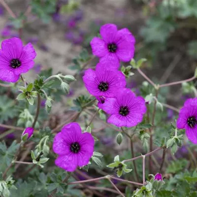 Topfgrösse 0.5 Liter - Storchschnabel - Geranium 'Jolly Jewel Purple'