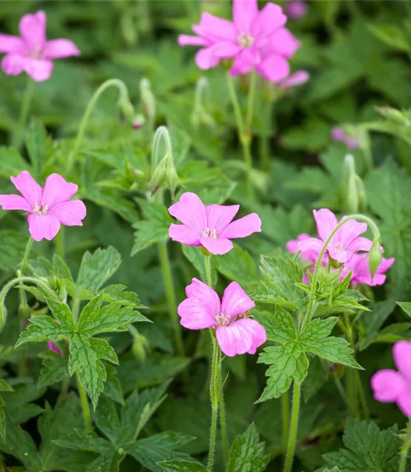 Geranium endressii 'Wargrave Pink'