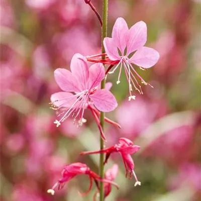 Topfgrösse 1 Liter - Präriekerze, Prachtkerze - Gaura lindheimeri