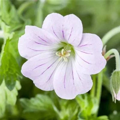 Topfgrösse 0.5 Liter - Storchschnabel - Geranium 'Dreamland'