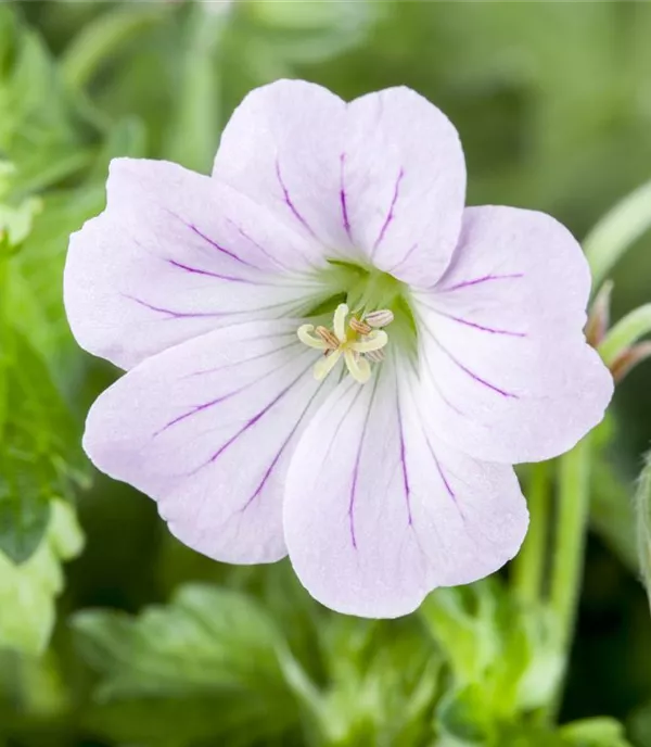 Geranium 'Dreamland'