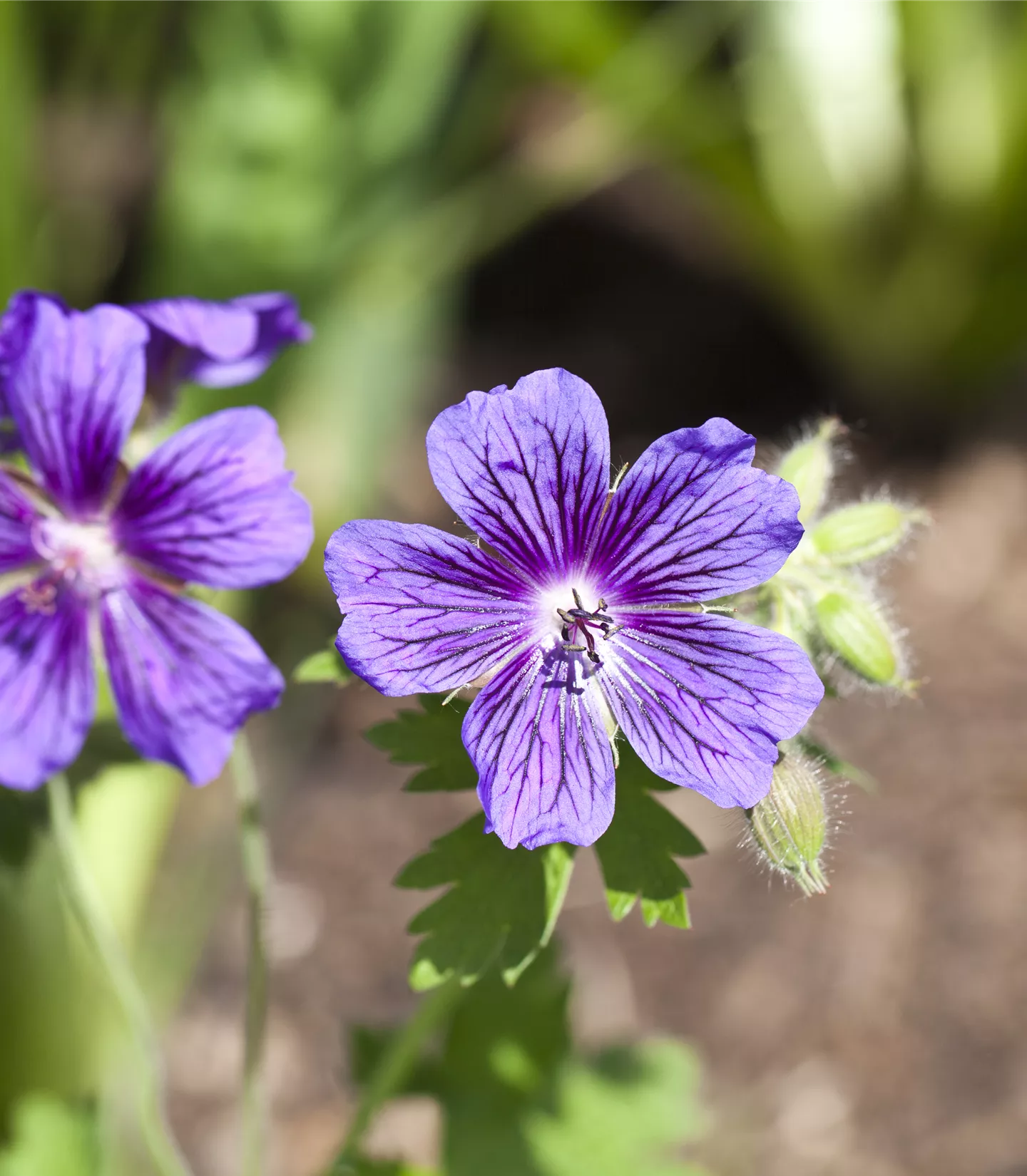 Geranium magnificum (x)