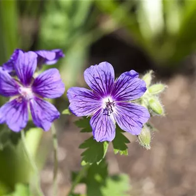 Topfgrösse 0.5 Liter - Storchschnabel - Geranium magnificum (x)