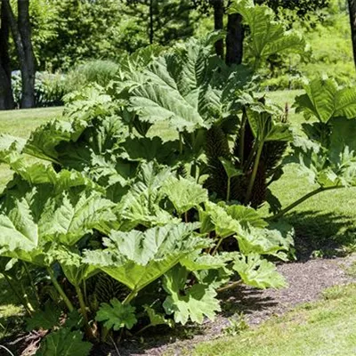 Topfgrösse 1 Liter - Mammutblatt - Gunnera manicata