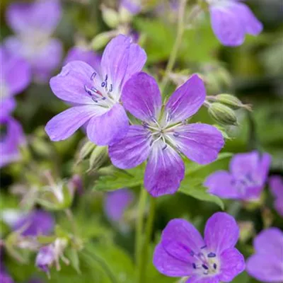 Topfgrösse 0.5 Liter - Wiesen-Storchschnabel - Geranium pratense