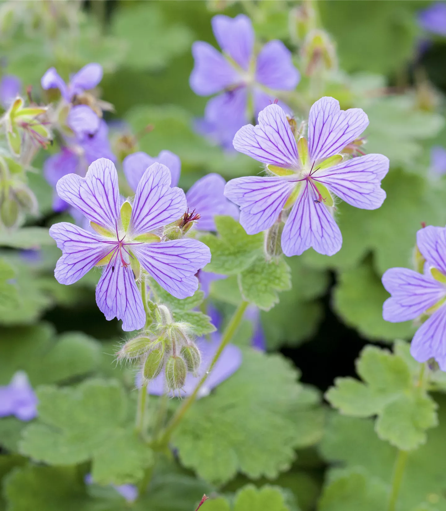 Geranium renardii