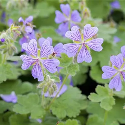 Topfgrösse 0.5 Liter - Storchschnabel - Geranium renardii