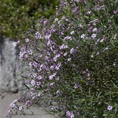 Topfgrösse 0.5 Liter - Teppichschleierkraut - Gypsophila repens 'Rosea'