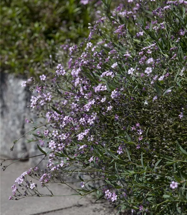 Gypsophila repens 'Rosea'