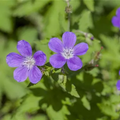 Topfgrösse 1 Liter - Wald-Storchschnabel - Geranium sylvaticum 'Mayflower'