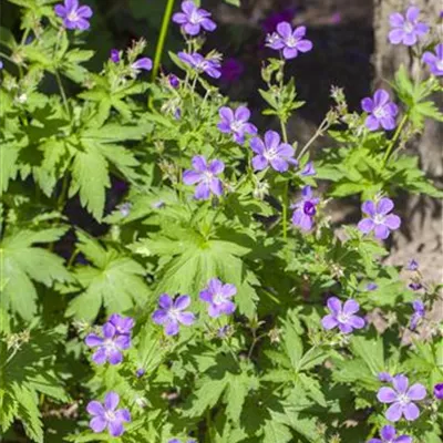 Topfgrösse 0.5 Liter - Wald-Storchschnabel - Geranium sylvaticum