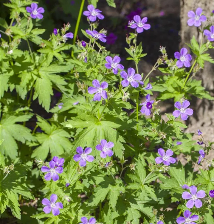 Wald-Storchschnabel - Geranium sylvaticum