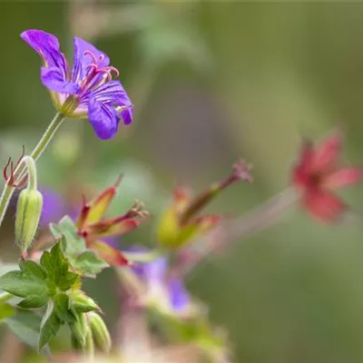 Topfgrösse 0.5 Liter - Sibirischer Storchschnabel - Geranium wlassovianum