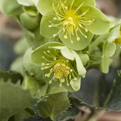 Topfgrösse 1 Liter - Nieswurz - Helleborus argutifolius