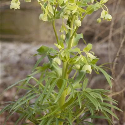 Topfgrösse 0.5 Liter - Stinkende Nieswurz - Helleborus foetidus