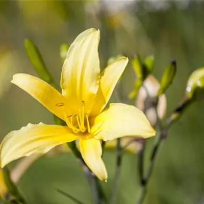 Topfgrösse 1 Liter - Gelbe Taglilie - Hemerocallis lilioasphodelus