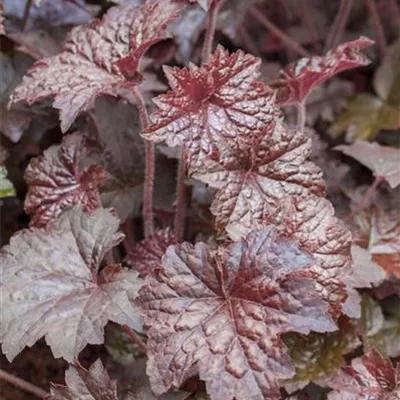 Topfgrösse 0.5 Liter - Purpurglöckchen - Heuchera micrantha 'Palace Purple'