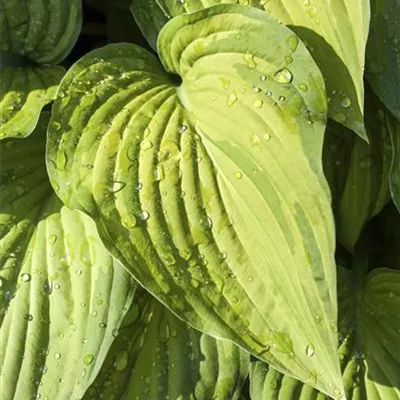 Topfgrösse 1 Liter - Glockenfunkie - Hosta ventricosa