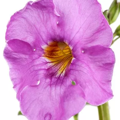 Topfgrösse 1 Liter - Staudengloxinie - Incarvillea delavayi