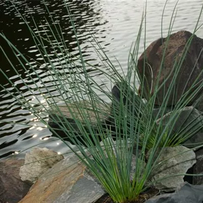 Topfgrösse 1 Liter - Blaugrüne Binse - Juncus inflexus