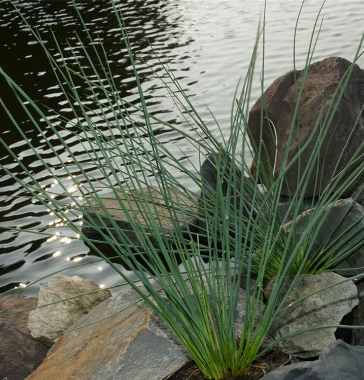 Blaugrüne Binse - Juncus inflexus