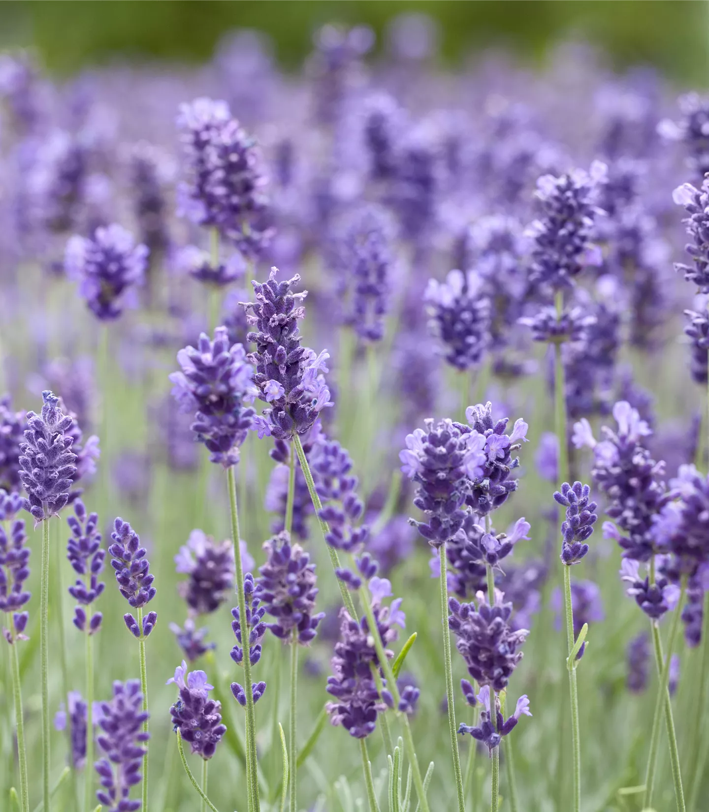 Lavandula angustifolia 'Hidcote'