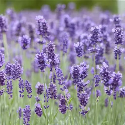 Topfgrösse 0.5 Liter - Lavendel - Lavandula angustifolia 'Hidcote'