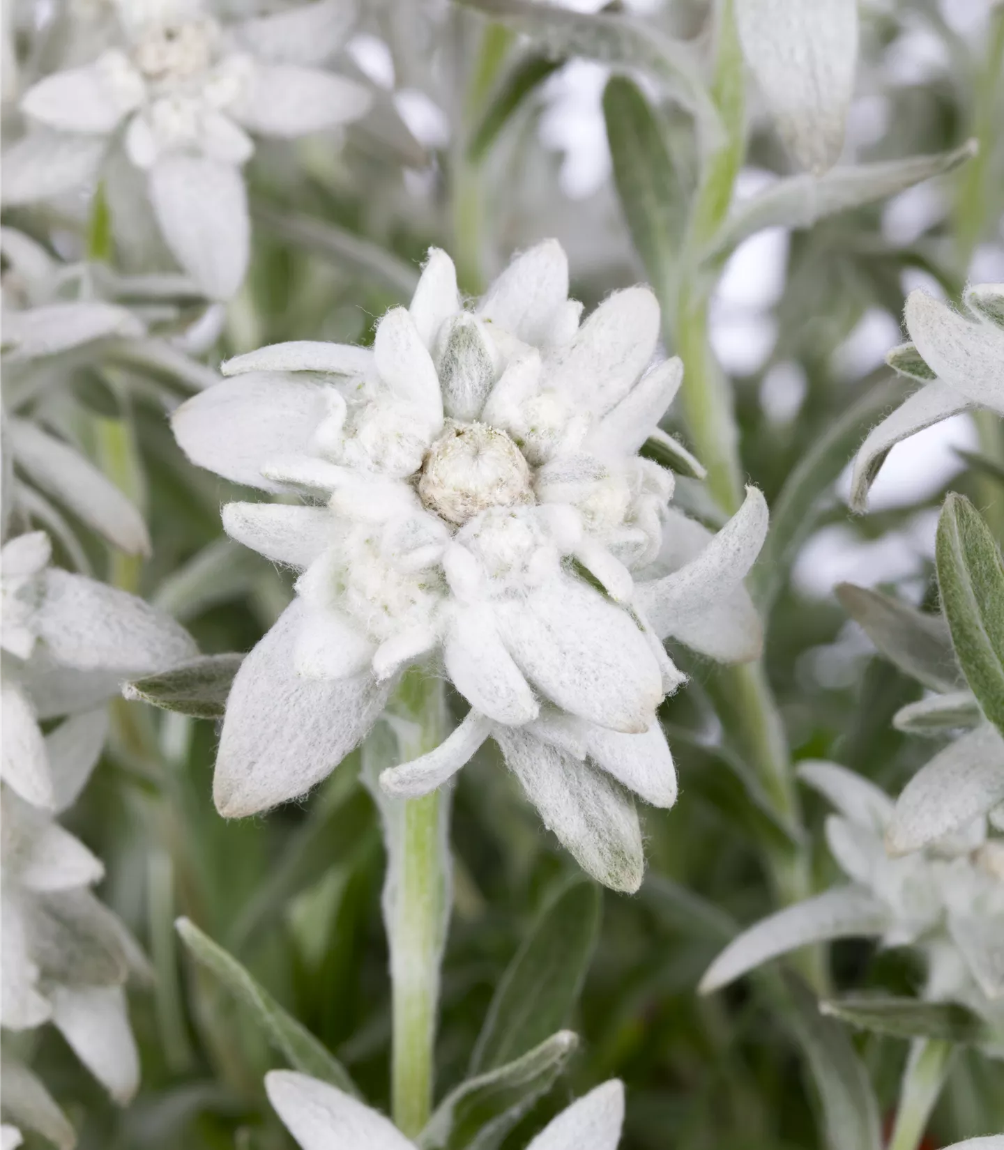 Leontopodium alpinum