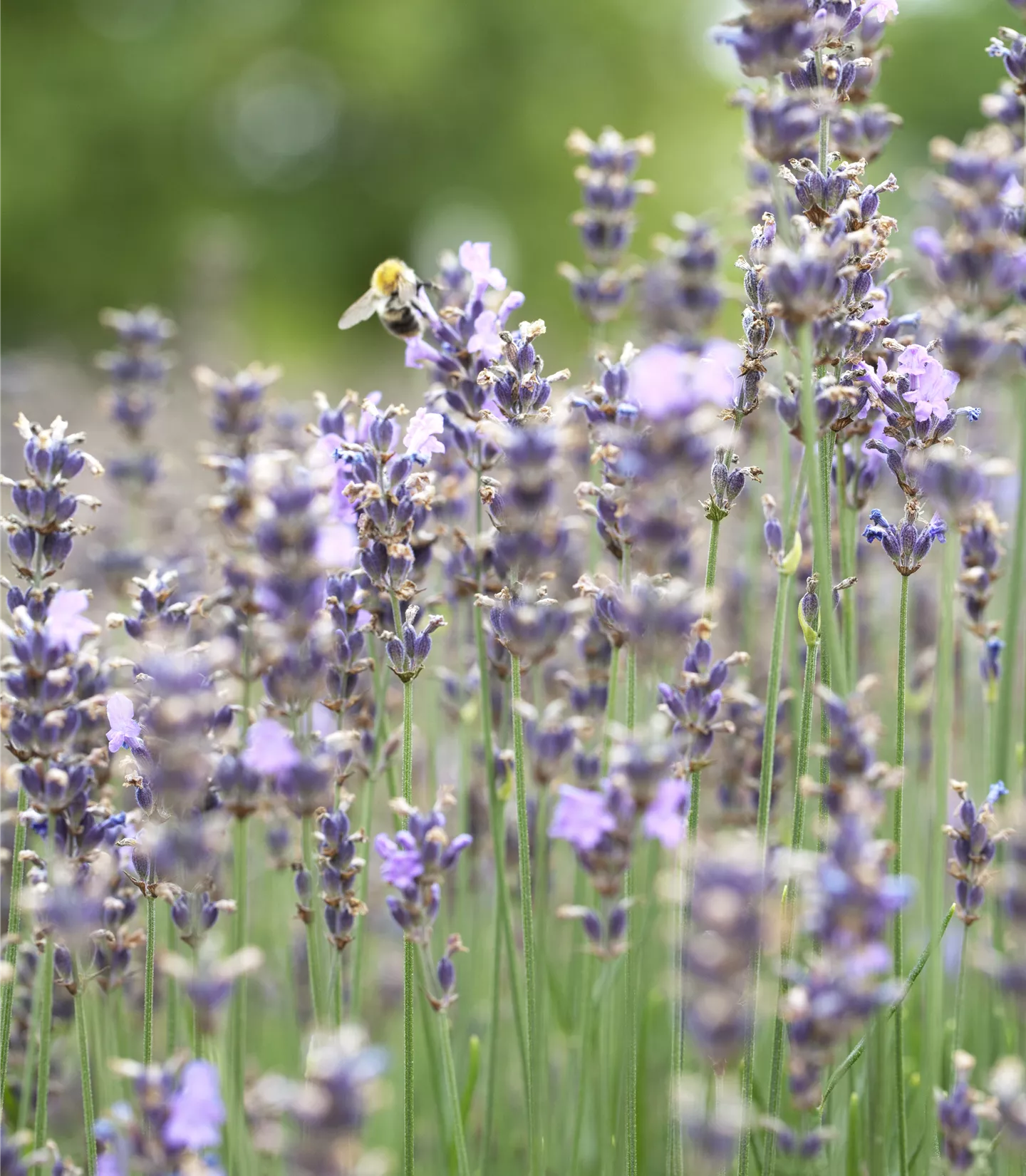 Lavandula angustifolia 'Munstead'