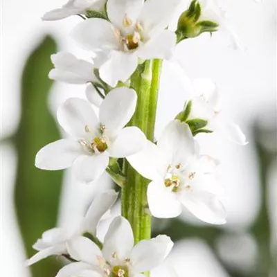 Topfgrösse 1 Liter - Schneefelberich - Lysimachia clethroides